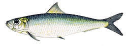 Imatge relacionada amb sardina